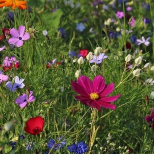 flowers, meadow, nature