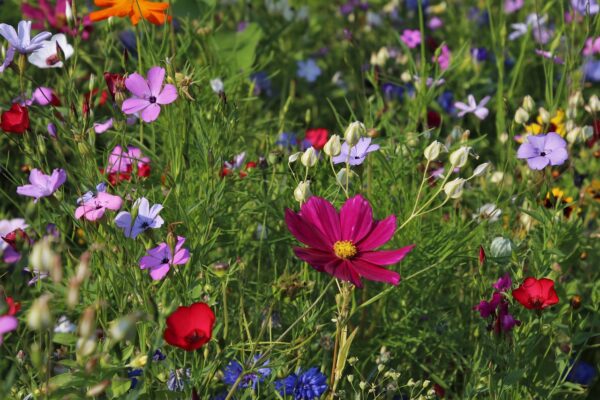 flowers, meadow, nature