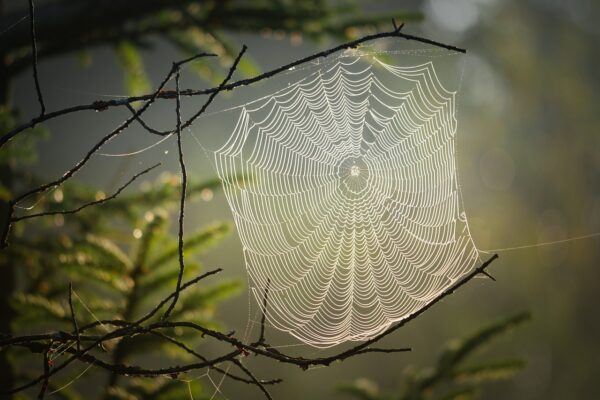 cobweb, web, spider